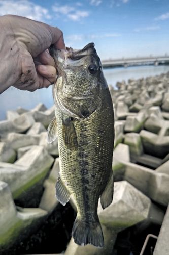 ラージマウスバスの釣果
