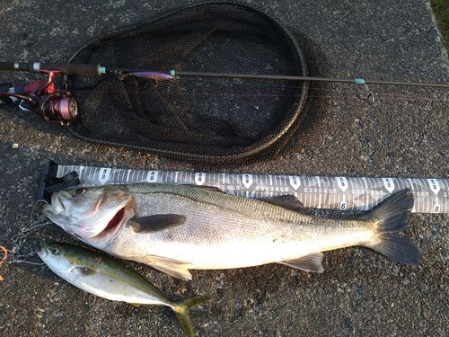 シーバスの釣果