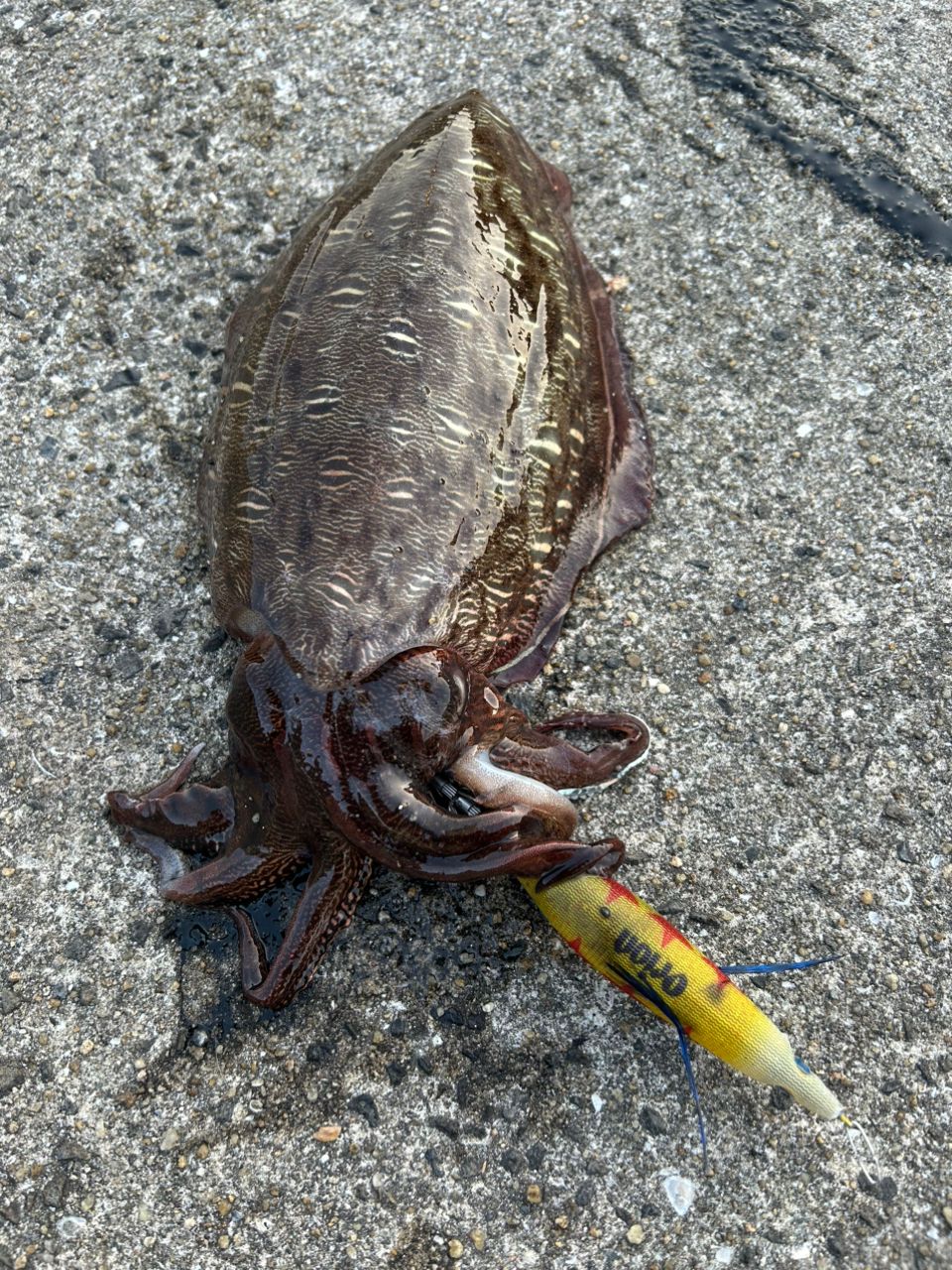 モンゴウイカの釣果写真