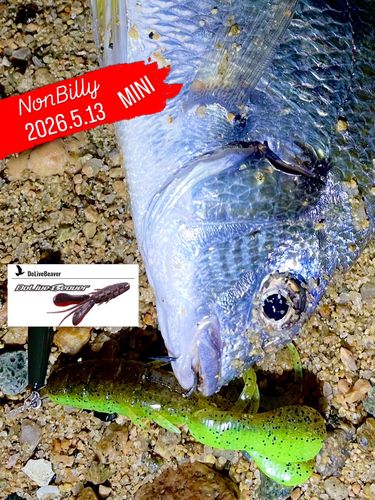 キビレの釣果