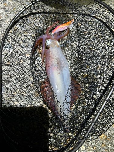 ケンサキイカの釣果