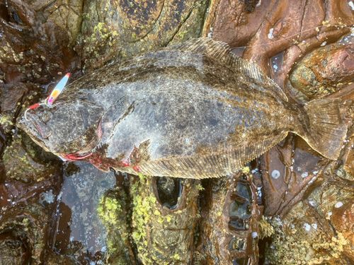ヒラメの釣果