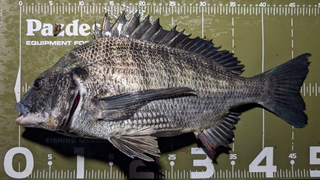 DAIWA 21モアザン ブランジーノ EX AGS 94MLの最安値・インプレ・釣果