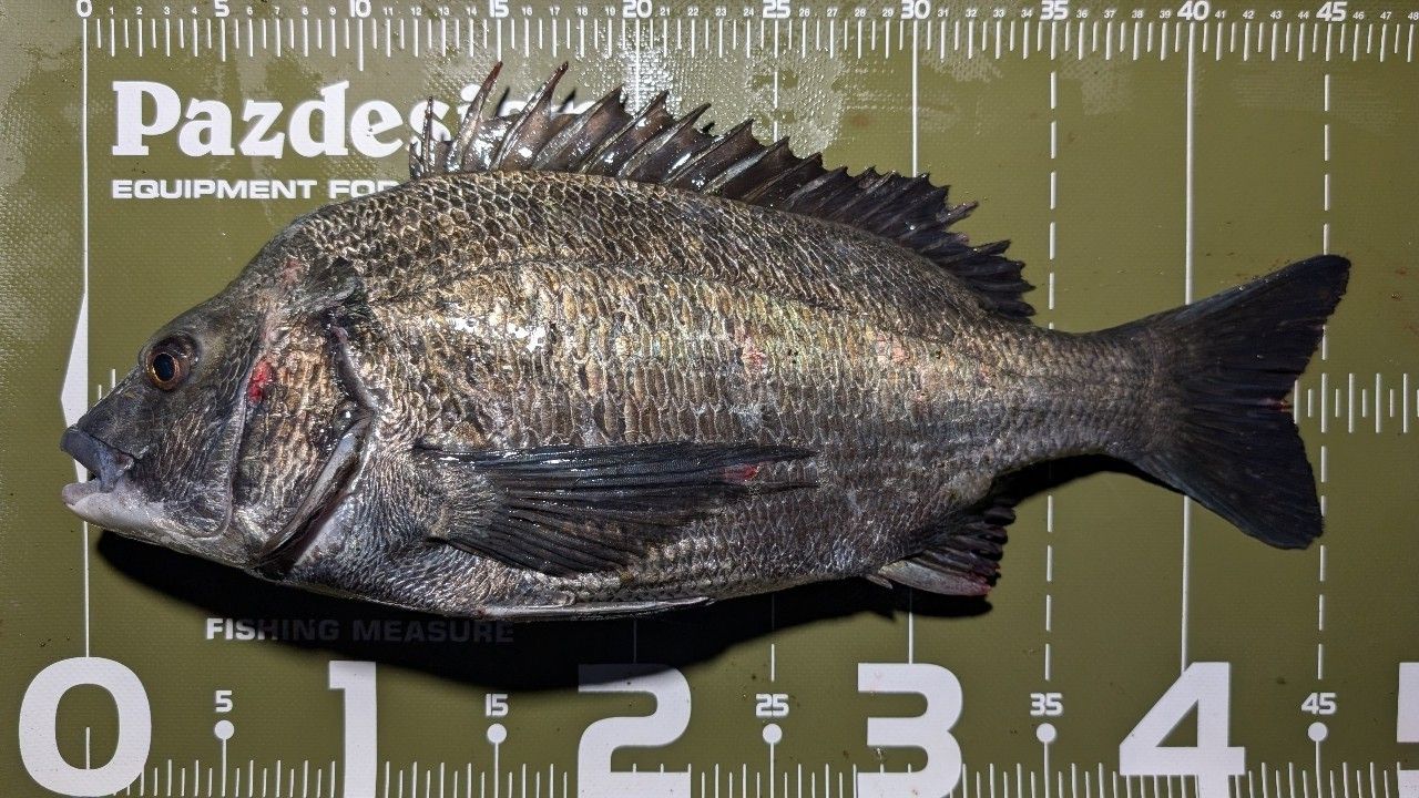 DAIWA 21モアザン ブランジーノ EX AGS 94MLの最安値・インプレ・釣果