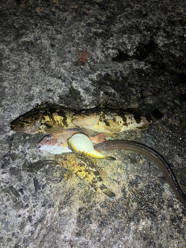 アナゴの釣果