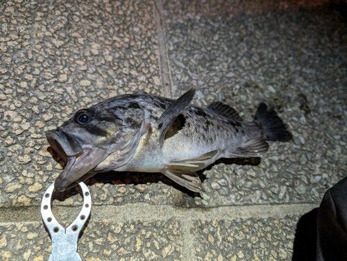 クロソイの釣果
