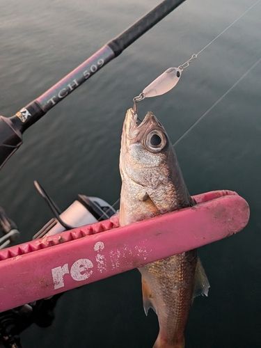 クロムツの釣果