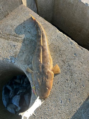 マゴチの釣果