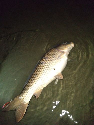 コイの釣果