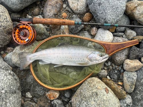 ヤマメの釣果