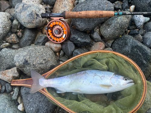 ヤマメの釣果