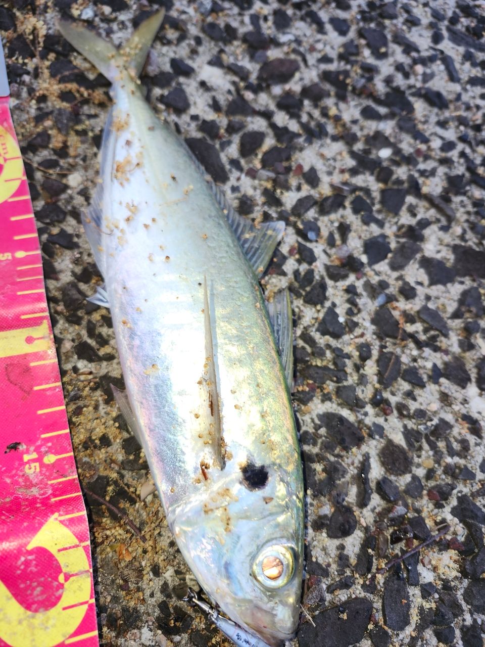 アジの釣果写真