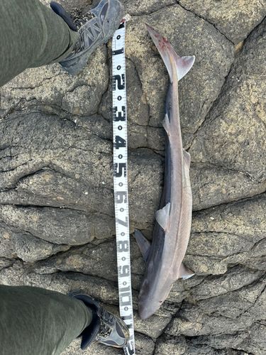 サメの釣果