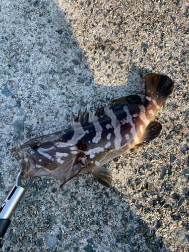 クエの釣果