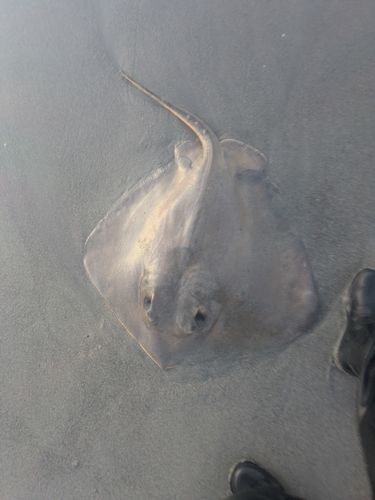 アカエイの釣果