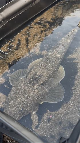 マゴチの釣果