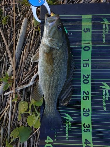 スモールマウスバスの釣果