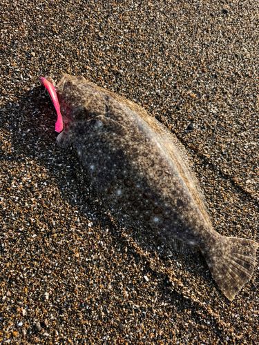 ヒラメの釣果