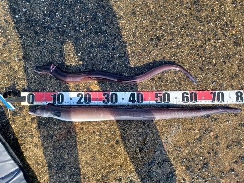 アナゴの釣果