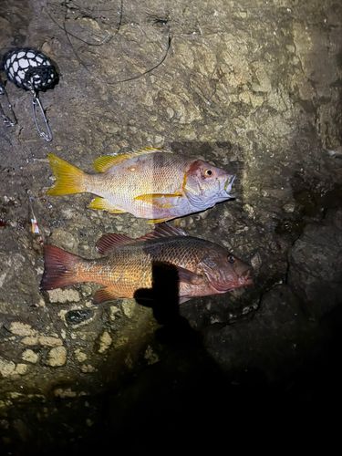 シブダイの釣果