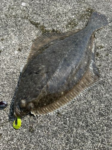 イシガレイの釣果