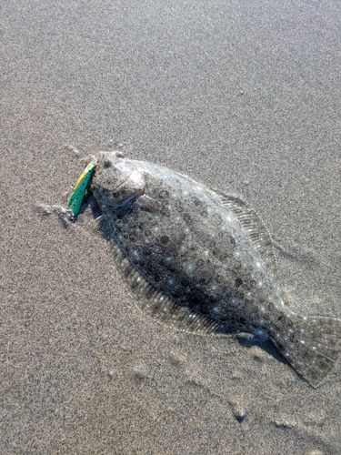 ソゲの釣果