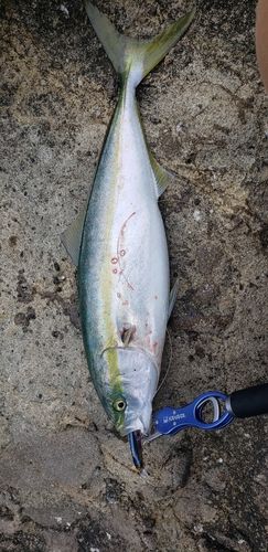 ワラサの釣果