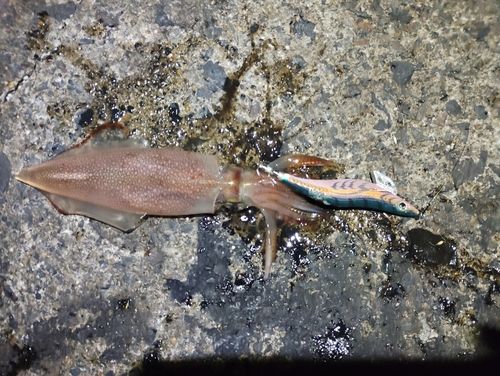 ケンサキイカの釣果