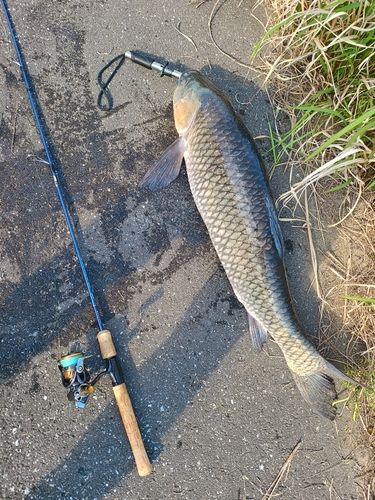 コイの釣果