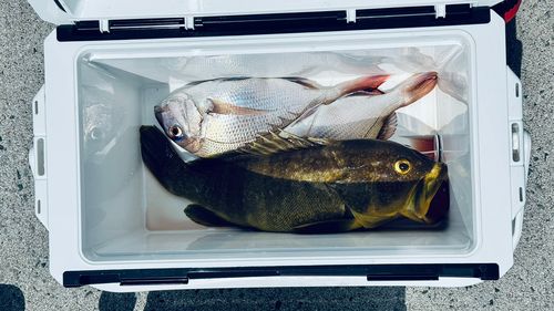 マダイの釣果