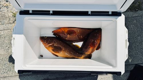 マダイの釣果