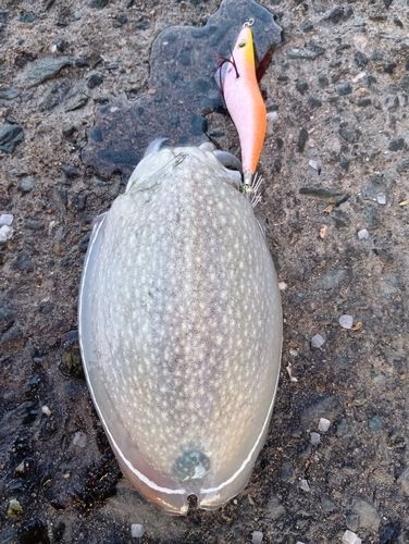 シリヤケイカの釣果