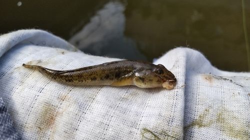 マハゼの釣果