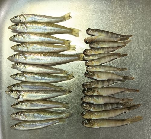 キスの釣果