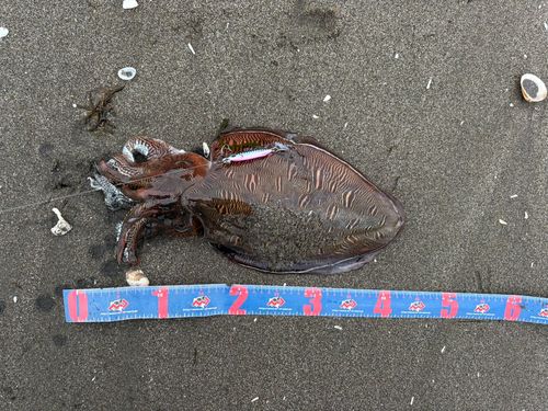 モンゴウイカの釣果