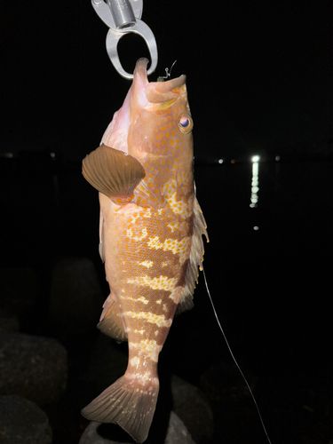 キジハタの釣果
