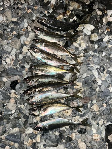 マアジの釣果