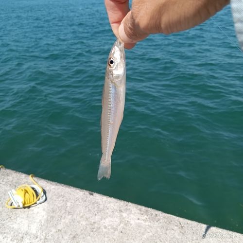 キスの釣果