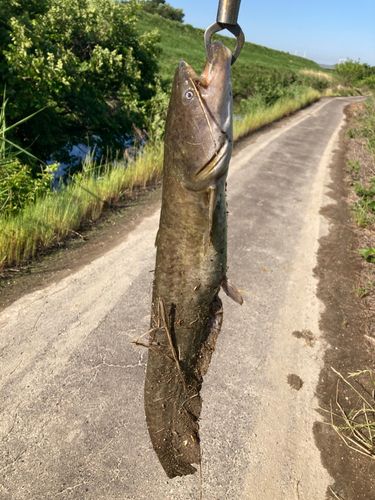 ナマズの釣果