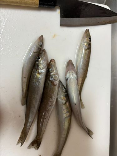 キスの釣果