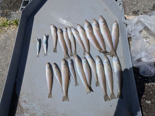 静岡県で釣れたライギョの釣り・釣果情報 - アングラーズ | 釣果600万