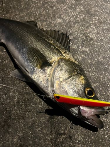 スズキの釣果