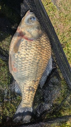 ヘラブナの釣果