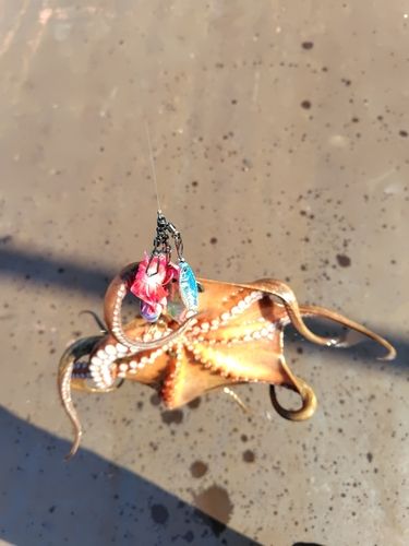 タコの釣果