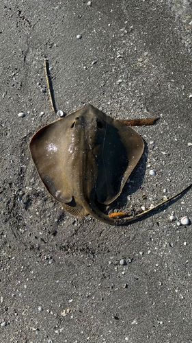 エイの釣果