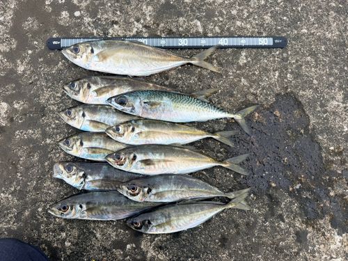 アジの釣果