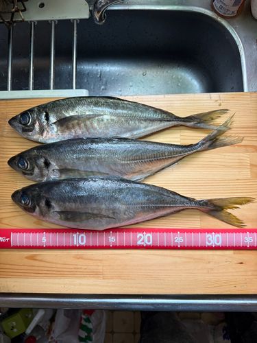 アジの釣果