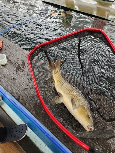 コイの釣果