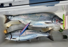 サクラマスの釣果
