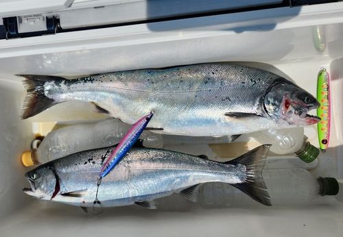 サクラマスの釣果